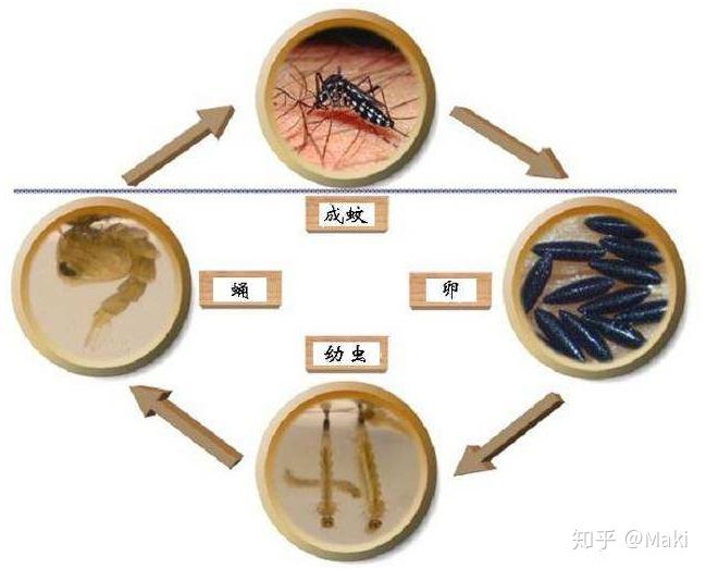 灭蚊子最简单的方法_灭蚊好方法_简单的灭蚊方法