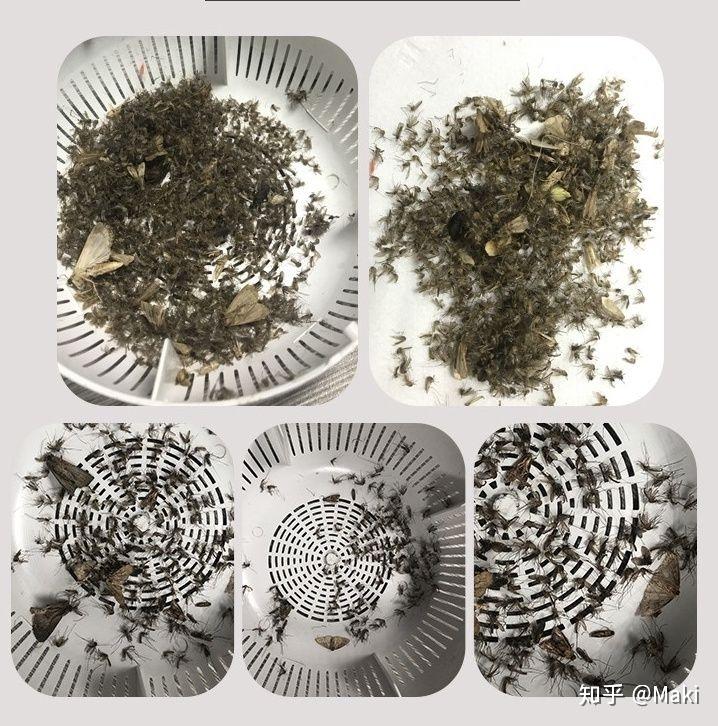 灭蚊好方法_简单的灭蚊方法_灭蚊子最简单的方法