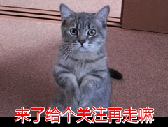用什么灭跳蚤最有效_灭跳蚤特效药_灭跳蚤专用药
