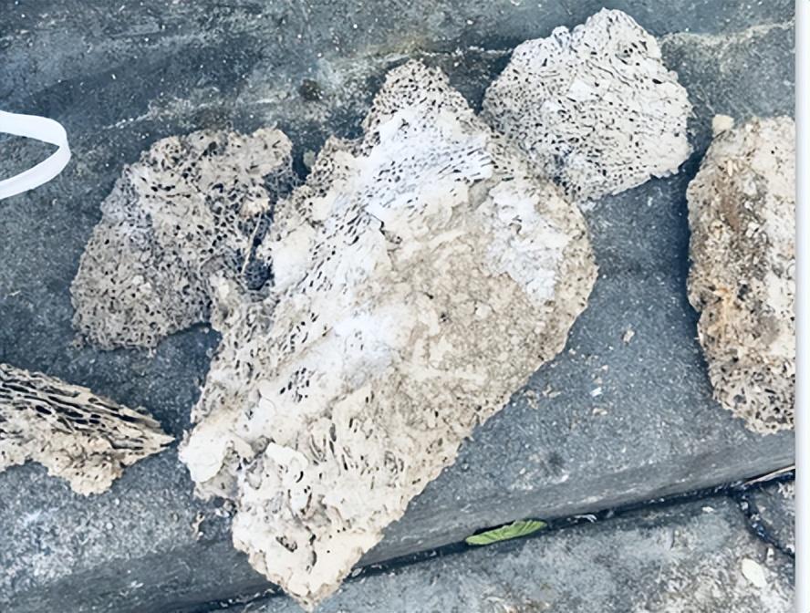白蚁灭完后怎么处理_白蚁灭绝会怎么样_灭白蚁后多久可住人