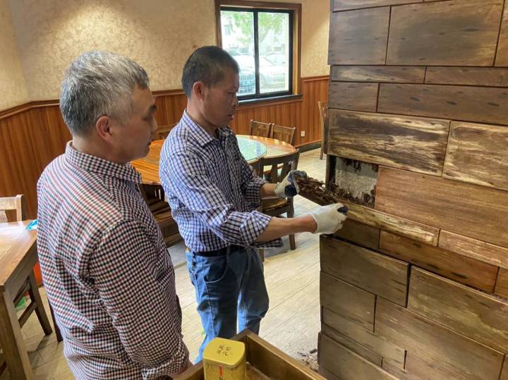 白蚁灭了还会反复吗_白蚁灭绝会怎么样_灭白蚁后多久可住人