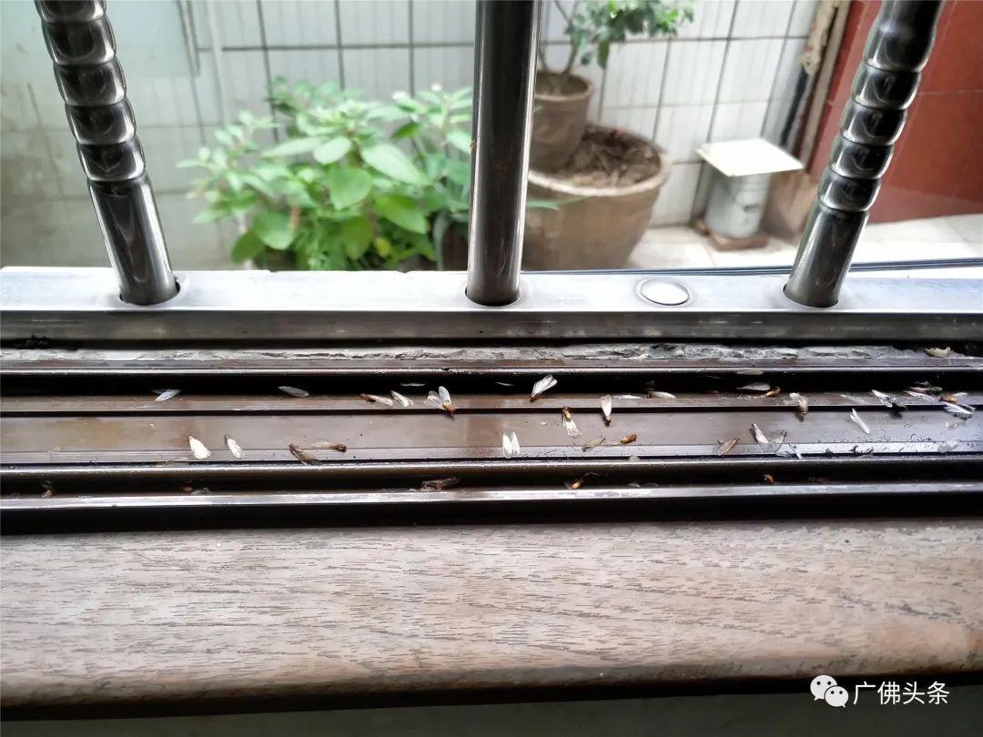 灭白蚁后多久可住人_白蚁灭了还会反复吗_白蚁灭绝会怎么样