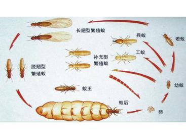 灭白蚁药成分_灭危害人体药白蚁有用吗_灭白蚁药对人体有危害吗