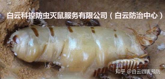 灭杀白蚁_灭杀白蚁的最好的药_灭杀白蚁药