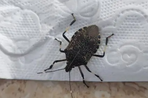 怎么才能彻底消灭臭虫_消灭臭虫的特效药_消灭臭虫