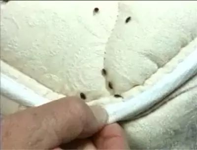 灭臭虫杀虫剂_杀虫剂杀臭虫有效果吗_杀臭虫药剂