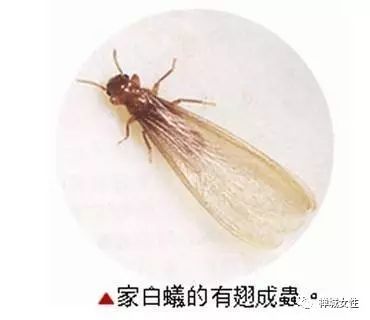 灭白蚁的特效药_特效灭药白蚁有用吗_灭杀白蚁药