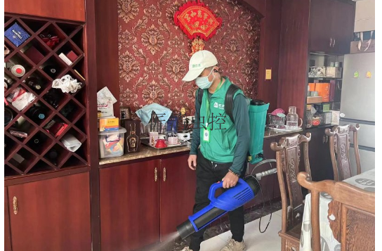 佛山专业灭跳蚤,跳蚤