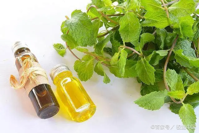 老鼠怎样才能灭老鼠_老鼠灭老鼠_灭老鼠最好的方法