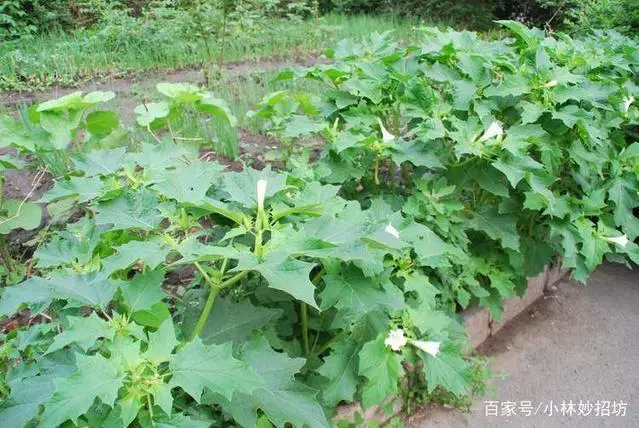 老鼠怎样才能灭老鼠_老鼠灭老鼠_灭老鼠最好的方法