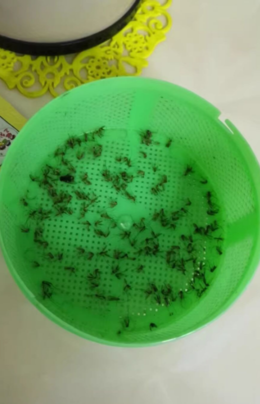 灯子灭蚊用有什么好处_灭蚊子的灯管用吗_灭蚊子灯有用吗
