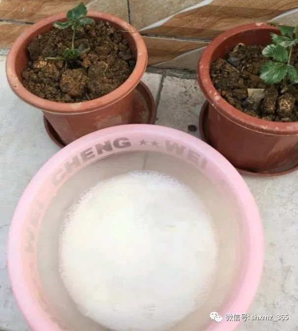 10种自制杀虫水_如何自制杀虫水植物_最有效果的自制杀虫水