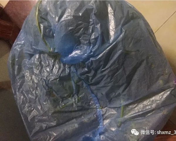 最有效果的自制杀虫水_10种自制杀虫水_如何自制杀虫水植物