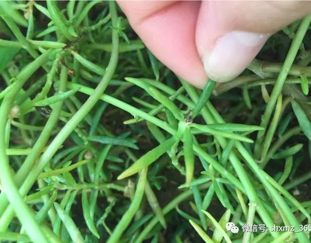 如何自制杀虫水植物_10种自制杀虫水_最有效果的自制杀虫水