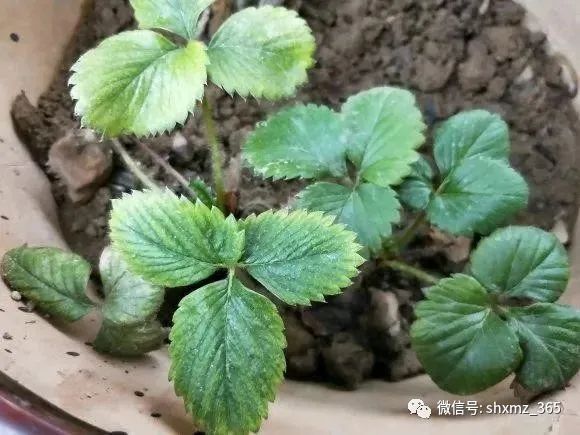 如何自制杀虫水植物_最有效果的自制杀虫水_10种自制杀虫水