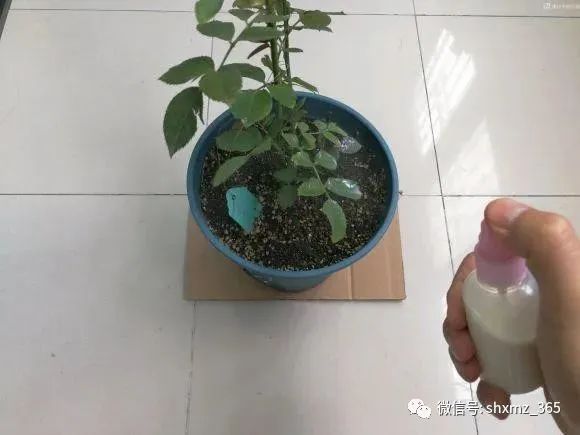 最有效果的自制杀虫水_如何自制杀虫水植物_10种自制杀虫水