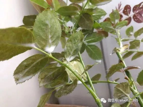 最有效果的自制杀虫水_如何自制杀虫水植物_10种自制杀虫水
