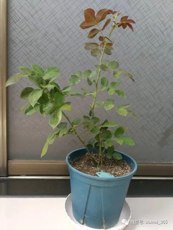 10种自制杀虫水_如何自制杀虫水植物_最有效果的自制杀虫水