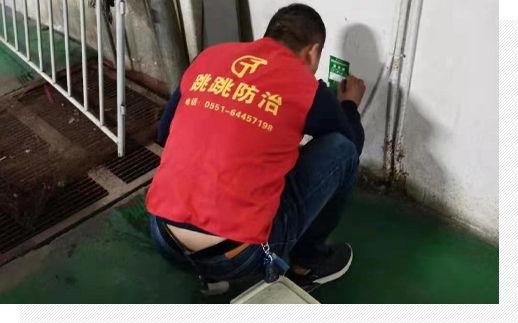 制定虫控方案