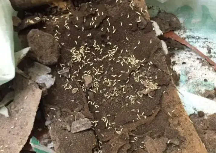 灭白蚁的药水对人体有害吗_灭白蚁药_灭杀白蚁药