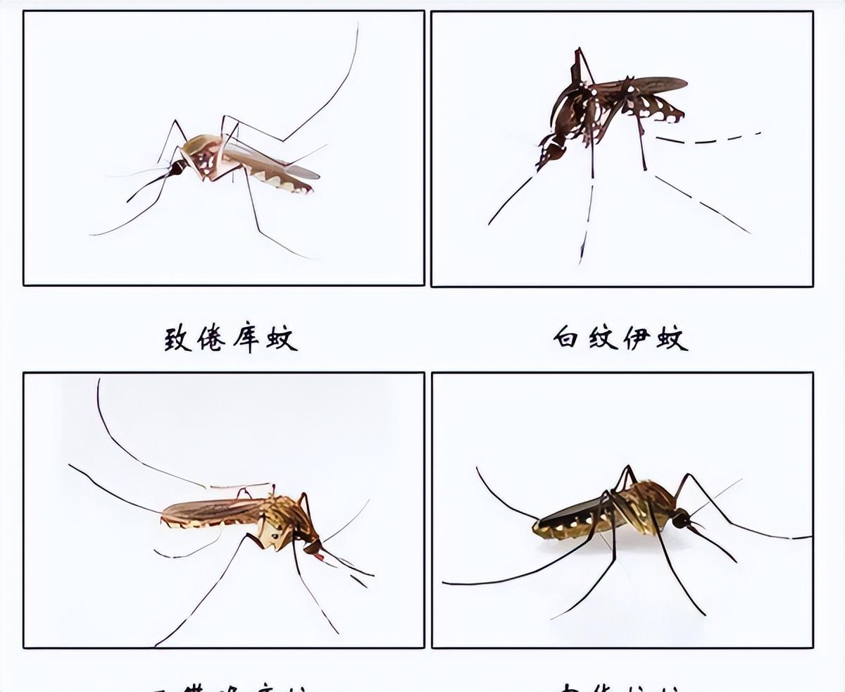 国家为什么不消灭蚊子_蚊子彻底消灭_蚊子灭绝的国家