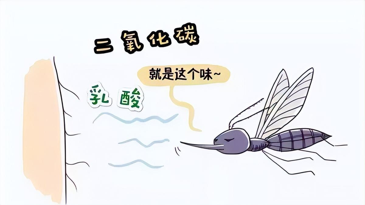 国家为什么不消灭蚊子_蚊子灭绝的国家_蚊子彻底消灭