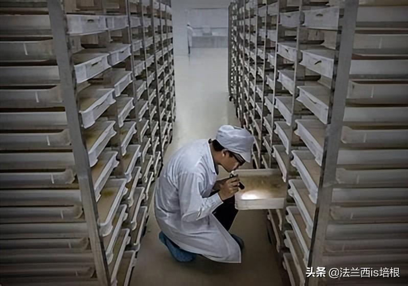 国家为什么不消灭蚊子_消灭蚊子会破坏生态吗_蚊子灭绝了世界会怎样知乎