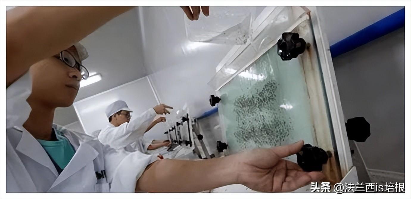 蚊子灭绝了世界会怎样知乎_消灭蚊子会破坏生态吗_国家为什么不消灭蚊子