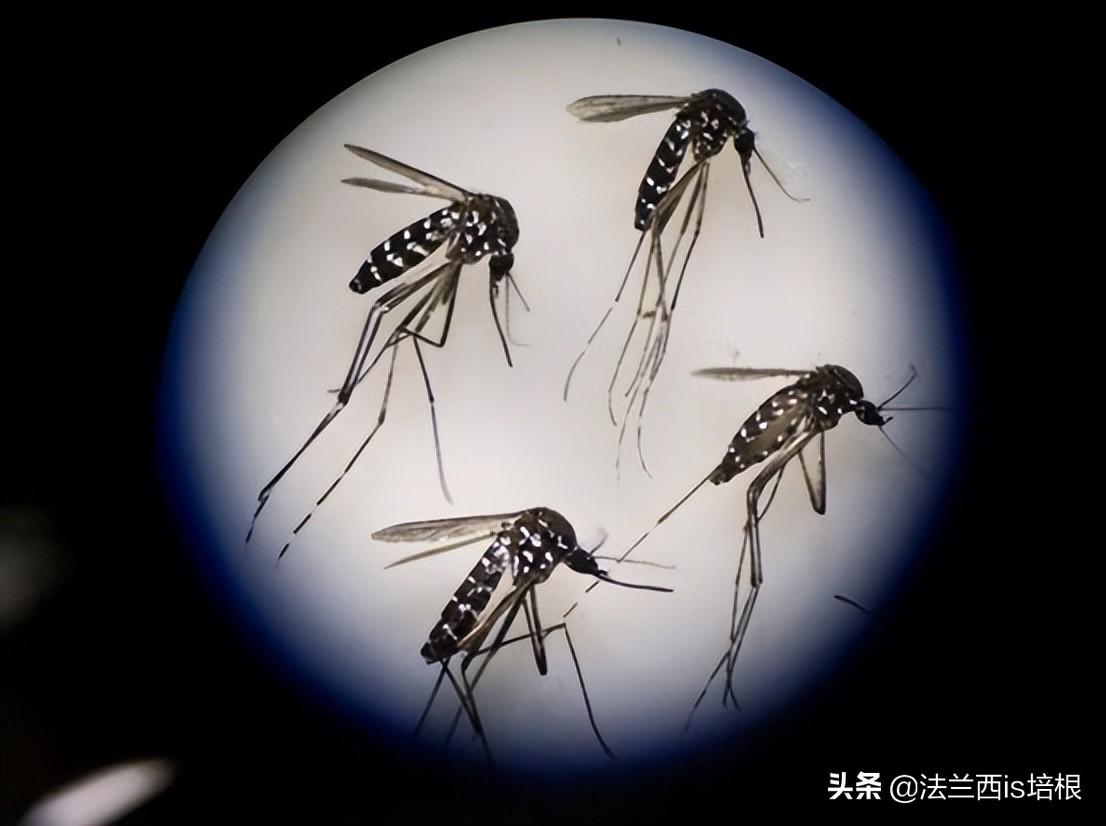 消灭蚊子会破坏生态吗_蚊子灭绝了世界会怎样知乎_国家为什么不消灭蚊子