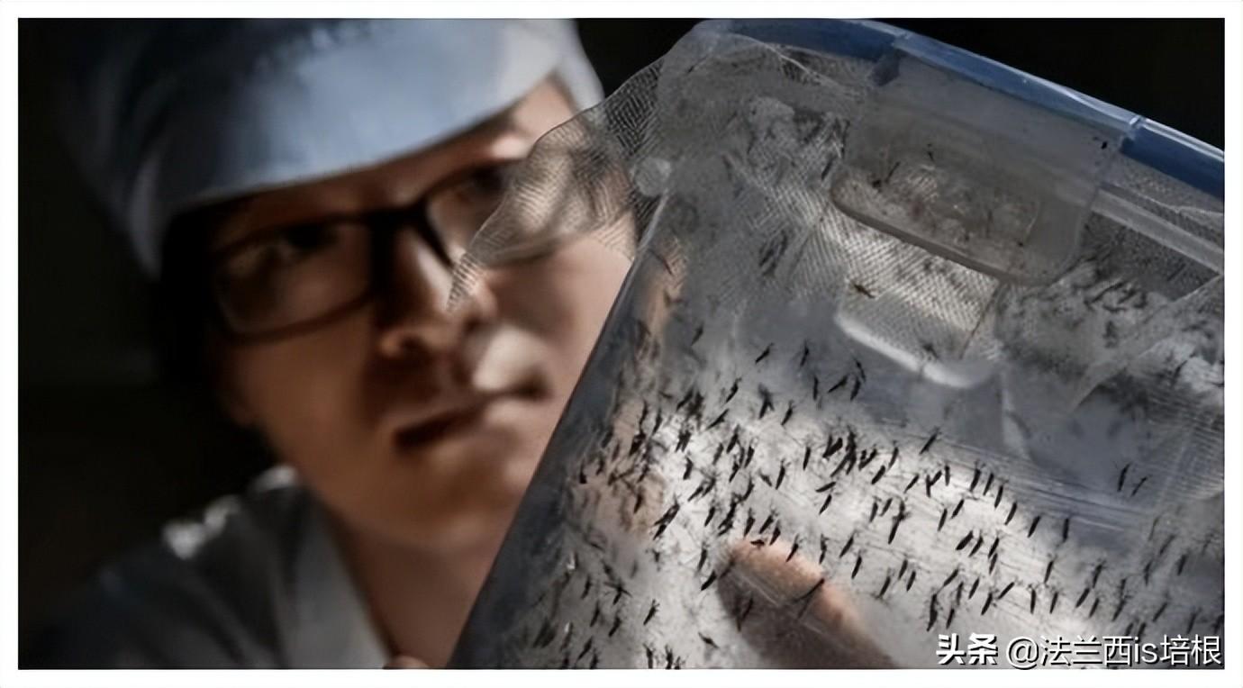 蚊子灭绝了世界会怎样知乎_消灭蚊子会破坏生态吗_国家为什么不消灭蚊子