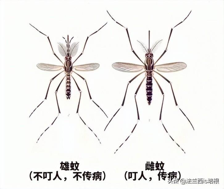 蚊子灭绝了世界会怎样知乎_国家为什么不消灭蚊子_消灭蚊子会破坏生态吗