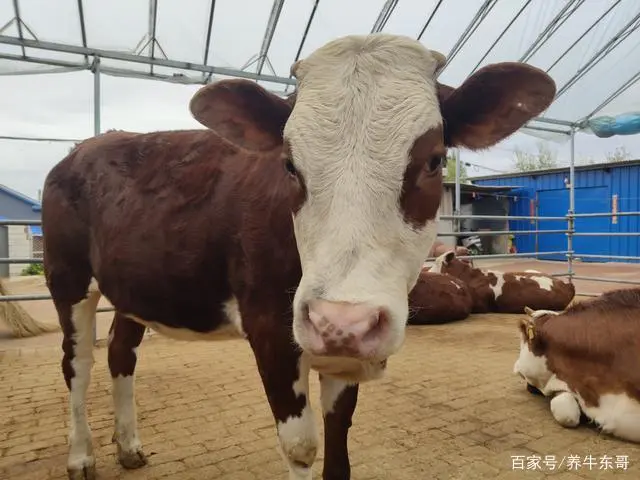 苍蝇药都可以杀什么虫子_杀苍蝇用什么药最有效_杀苍蝇药水