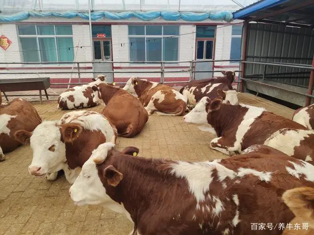 苍蝇药都可以杀什么虫子_杀苍蝇药水_杀苍蝇用什么药最有效