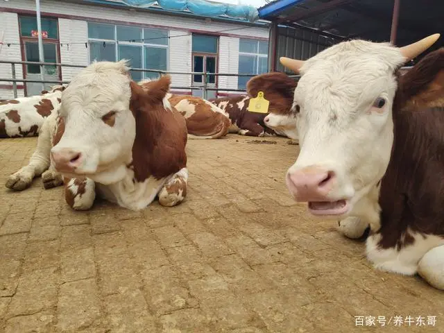 杀苍蝇用什么药最有效_苍蝇药都可以杀什么虫子_杀苍蝇药水