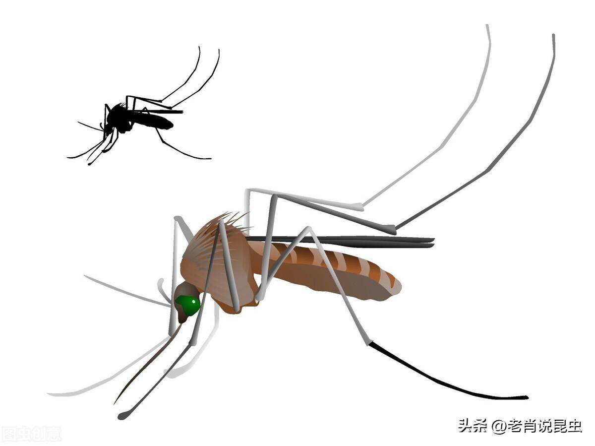 蚊子消灭国家标准最新_蚊子灭绝的国家_国家为什么不消灭蚊子
