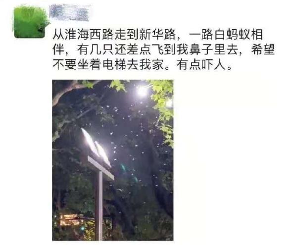 白蚁灭了还会反复吗_白蚁灭绝会怎么样_灭白蚁后多久可住人