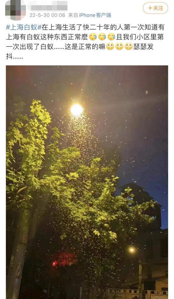 白蚁灭绝会怎么样_白蚁灭了还会反复吗_灭白蚁后多久可住人