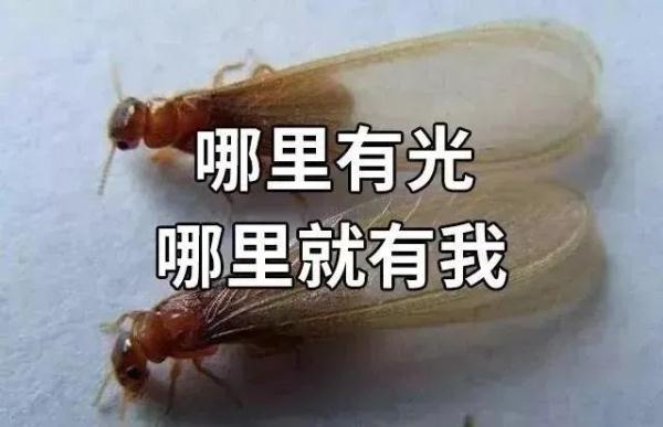 白蚁灭绝会怎么样_灭白蚁后多久可住人_白蚁灭了还会反复吗
