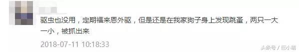 灭跳蚤特效药_灭跳蚤有效用什么_用什么灭跳蚤最有效
