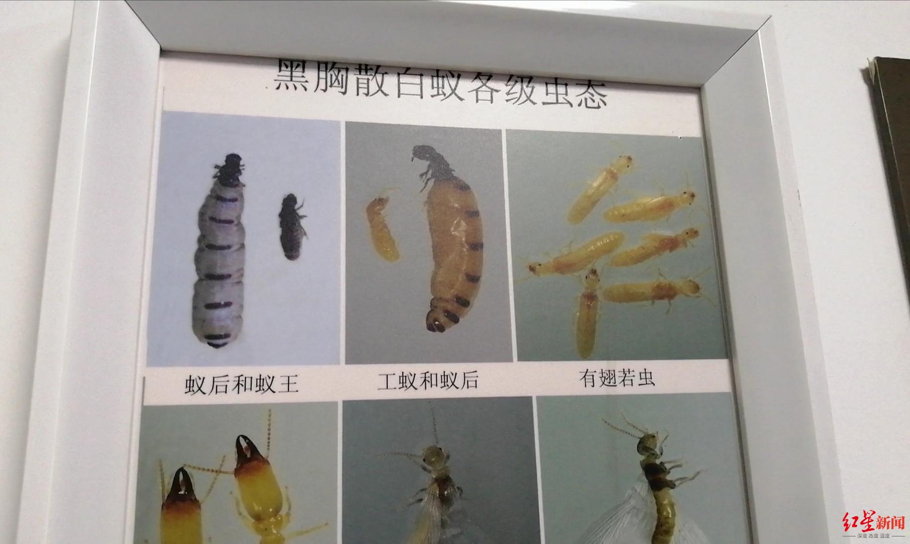 白蚁灭完后怎么处理_白蚁灭了还会反复吗_灭白蚁后多久可住人
