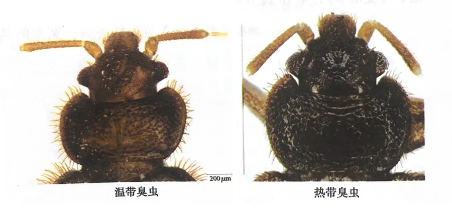 特效杀臭虫药_灭臭虫专用药_杀臭虫的药粉