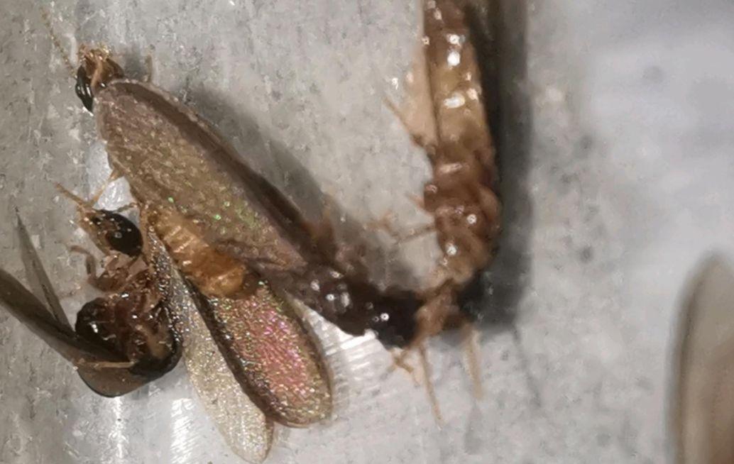 灭危害人体药白蚁有效果吗_灭危害人体药白蚁有哪些_灭白蚁药对人体有危害吗