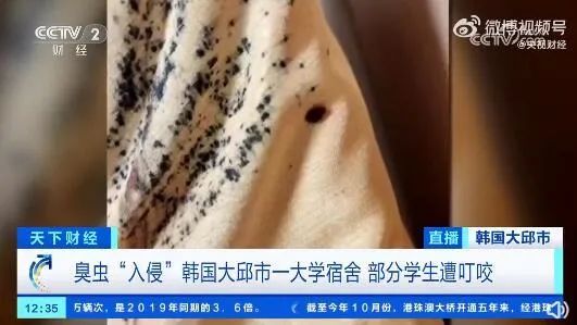 杀虫剂杀臭虫有效果吗_灭臭虫杀虫剂_杀臭虫药剂