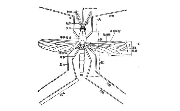 蚊子消灭方法_蚊子消灭不了吗_消灭蚊子