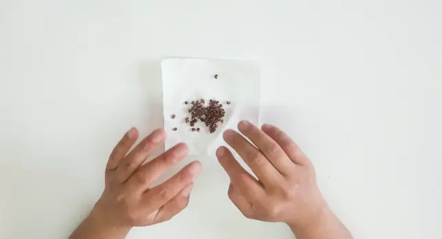 蚊子消灭最好用什么药_蚊子消灭了会不会影响生态_消灭蚊子