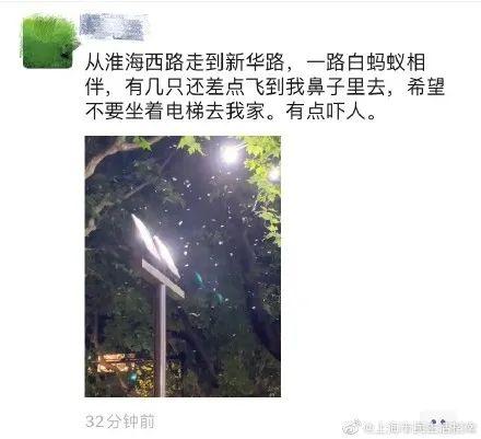 上海灭白蚁_上海灭白蚁热线_上海灭白蚁怎么收费价格