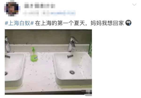 上海灭白蚁怎么收费价格_上海灭白蚁_上海灭白蚁热线