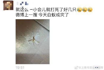 上海灭白蚁公司哪家好_上海灭白蚁_上海灭白蚁上门公司