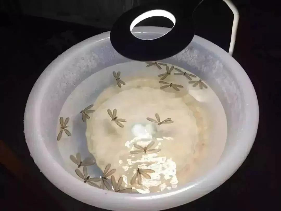 上海灭白蚁怎么收费价格_上海灭白蚁_上海灭白蚁热线
