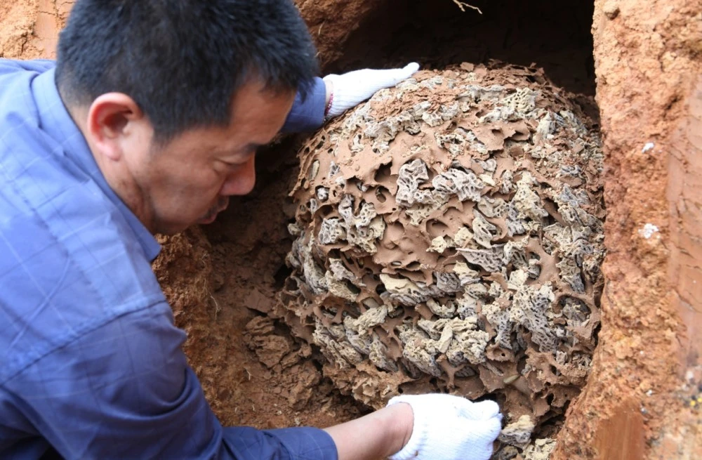 灭白蚁多少钱一次_灭白蚁怎么样报价_灭白蚁大概多少钱
